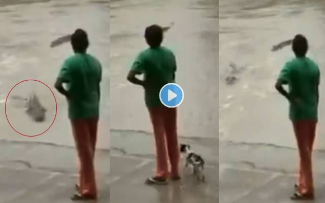 woman and Alligators video