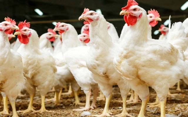 chicken price hike news