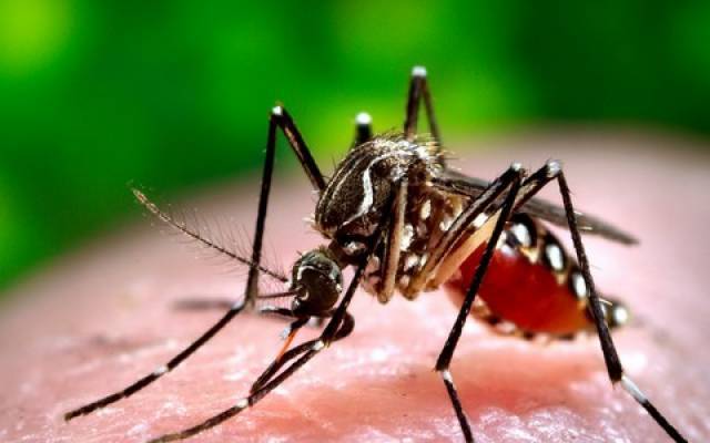 dengue cases in lahore 