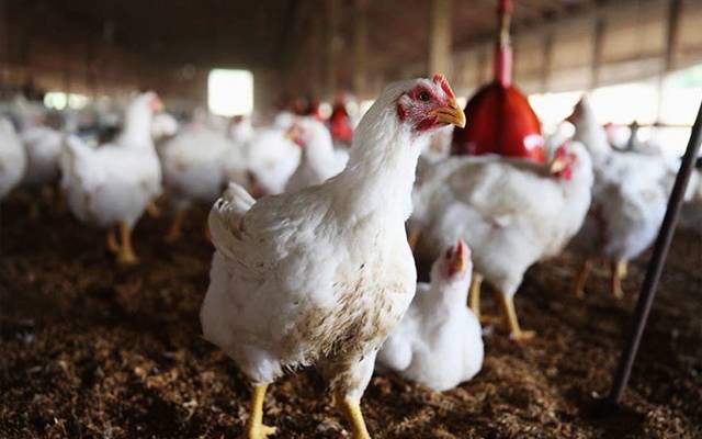 Chicken rate in Lahore