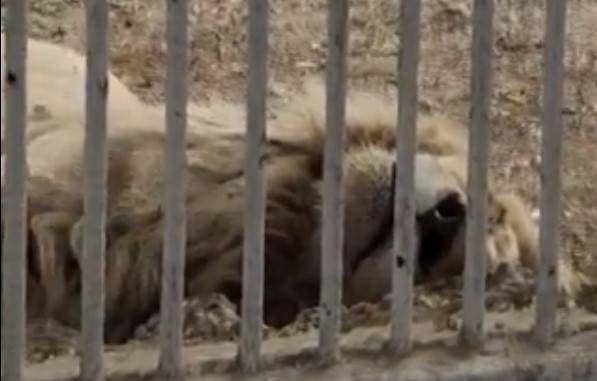 Rare white Lion died due to hunger