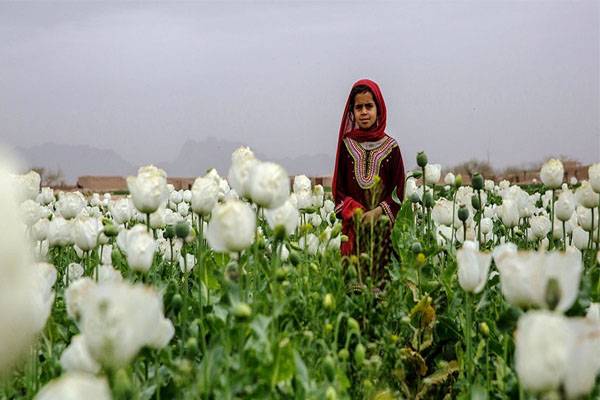 poppy field in afghanistan