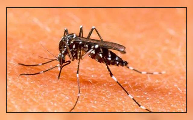 dengue cases in lahore 