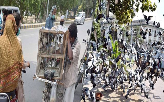 wild.life raids in Lahore