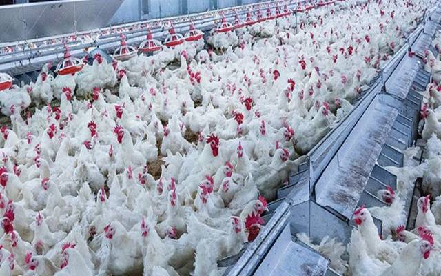 Chicken Price Hike