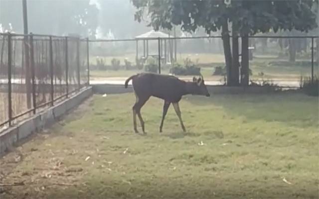 Indian Deer