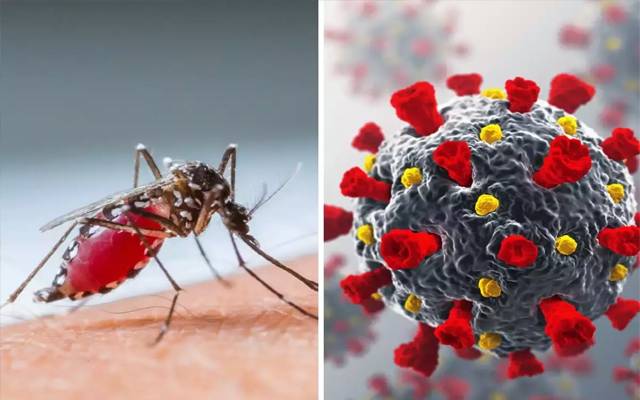 dengue and corona situation in city 
