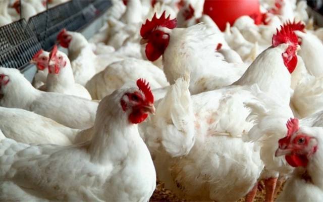  Chickhen rates in Lahore