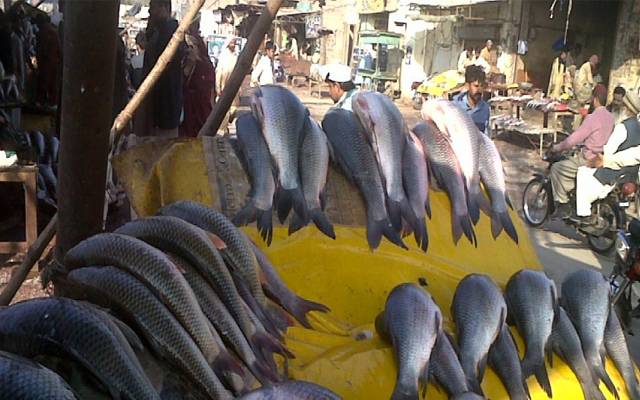 how to check fresh fish