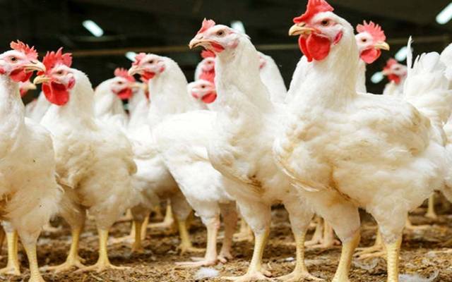 Chicken Price Hike