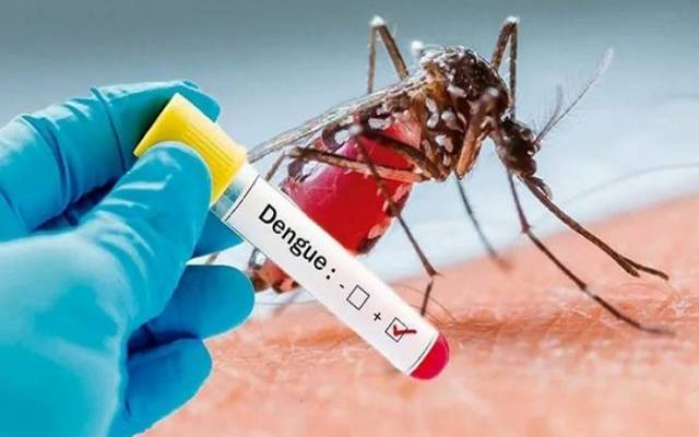 dengue cases in Lahore 