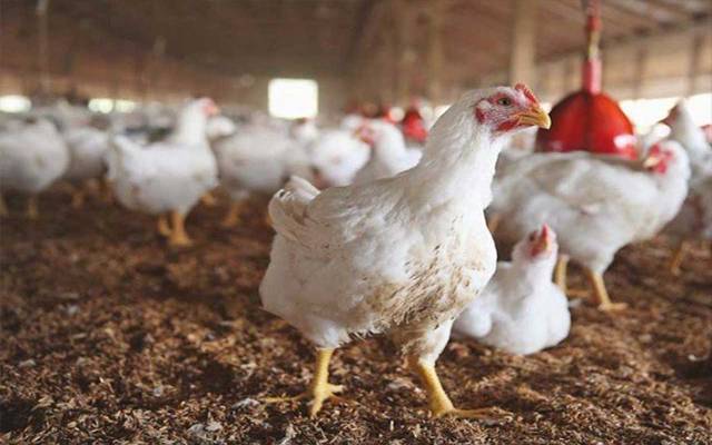 Chicken Price Hike