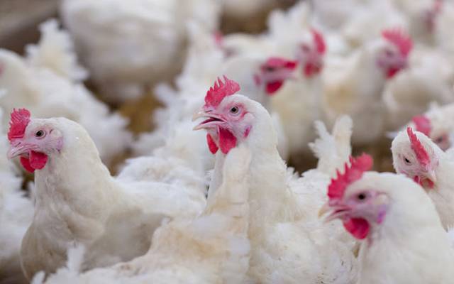 Broiler Chicken price
