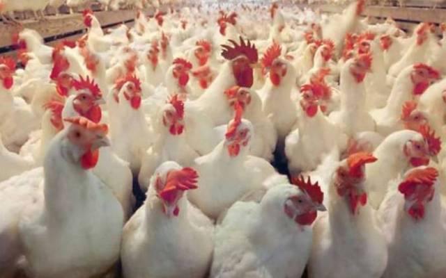 Chicken Price Hike