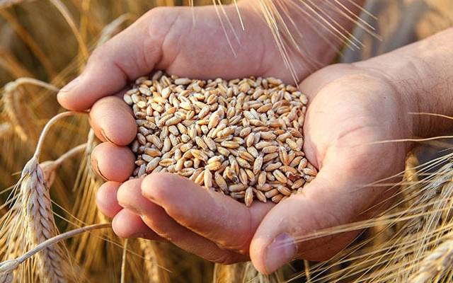 wheat Policy 2021-22