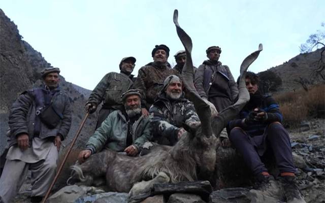 Markhor hunting