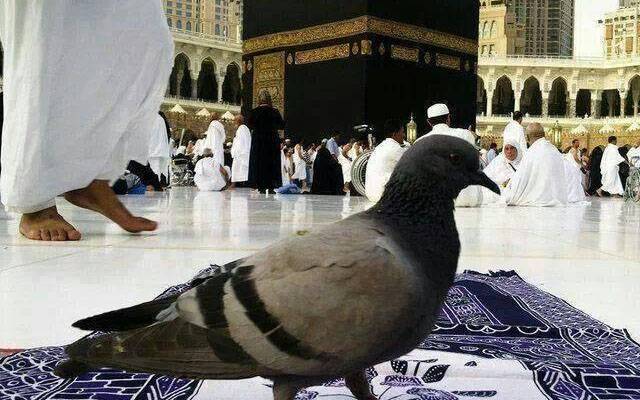 pigeons in ksa