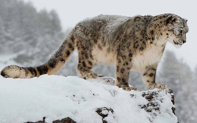 snow leopard in Gilgit biltistan