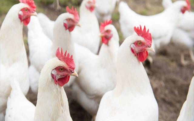 Chicken Price Hike