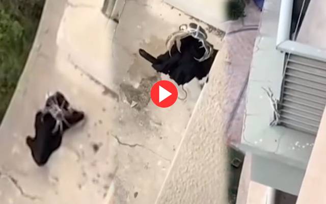 Crabe Video viral hanging