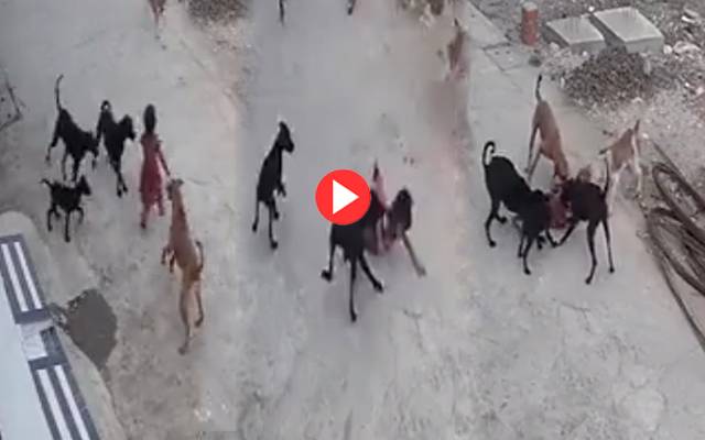 Dogs Attack on Little Girl