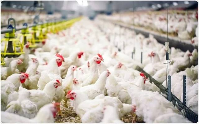 Chicken Price Hike