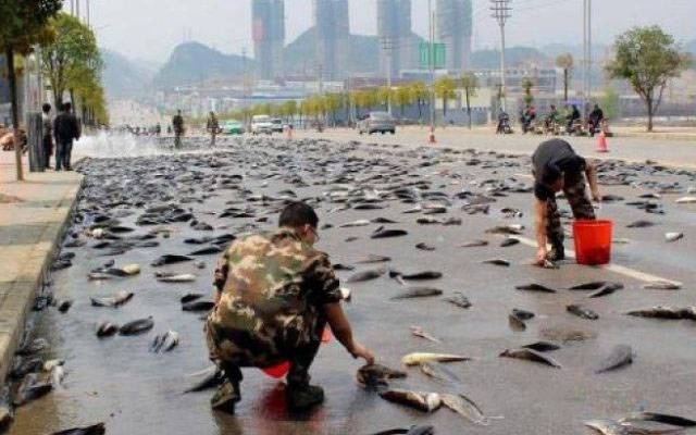 fish rain in texas us