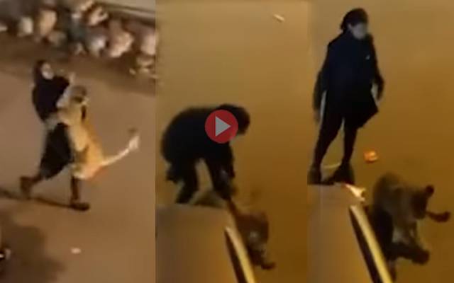 Brave Girl catch escaped Lion