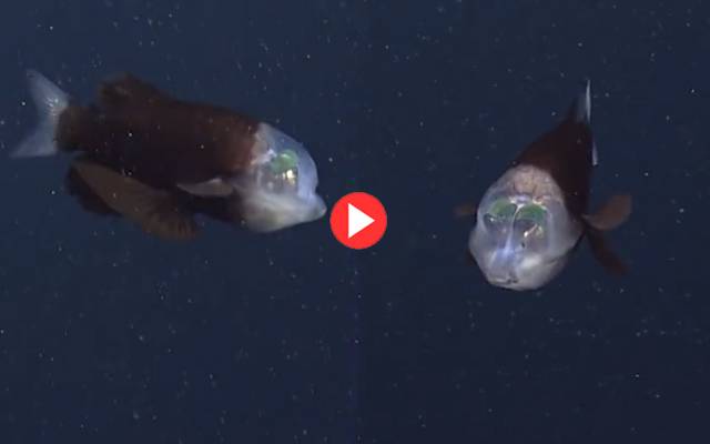 Barreleye Fish video viral