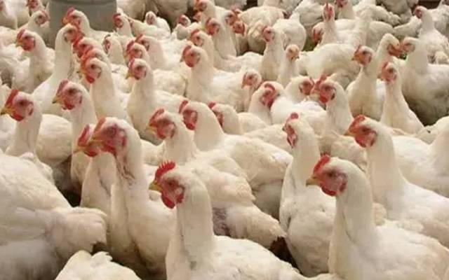  Chickhen rates in Lahore