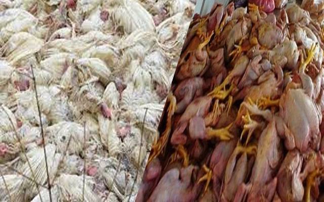 لاہوریےمردہ اور لاغر مرغیوں کا گوشت کھانے سے بال بال بچ گئے