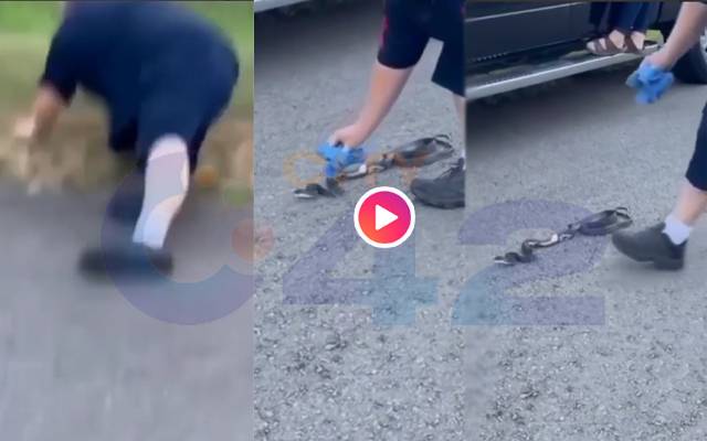 Catching snake cost 