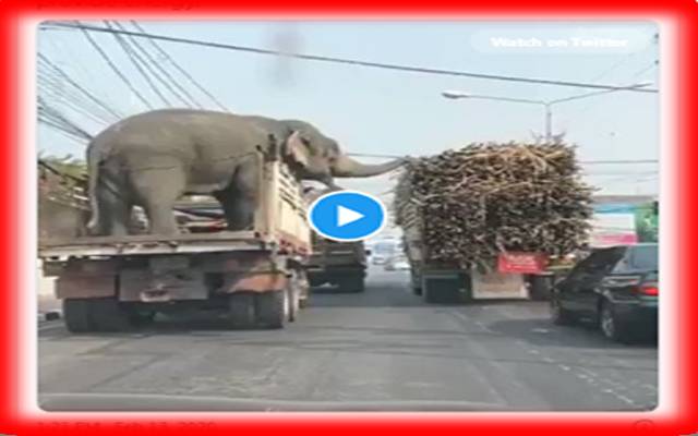 بھوکے ہاتھیوں کی سگنل پر کھڑے ٹرک سے گنے کھانے کی ویڈیو وائرل