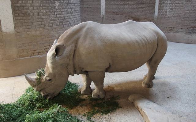 Rhinoceros in Lahore Zoo