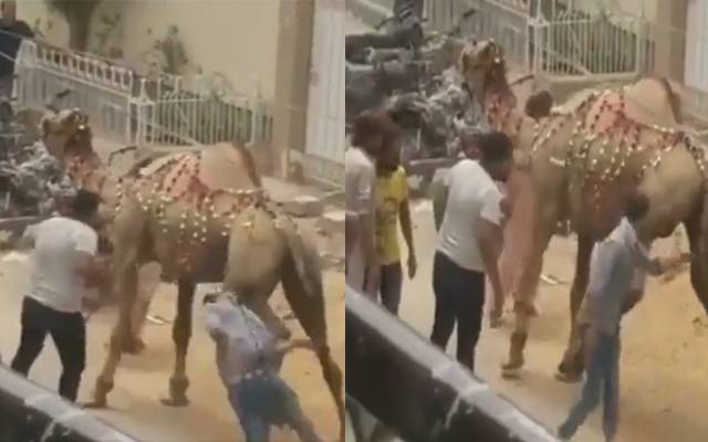 Camel hit a man