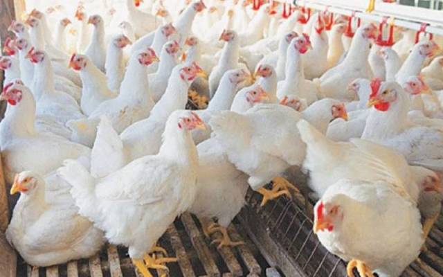 چکن کی قیمت میں ہوشربا اضافہ 