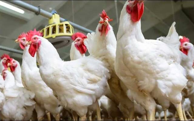 Chicken rate in Lahore