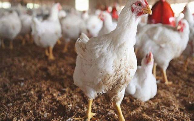 Chicken Price Decrease