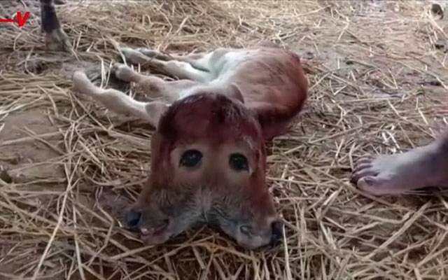 two headed calf in india