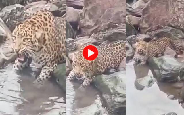Female Leopard Neelum River