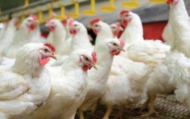 مرغی کے شوقین افرادکیلئے بری خبر 