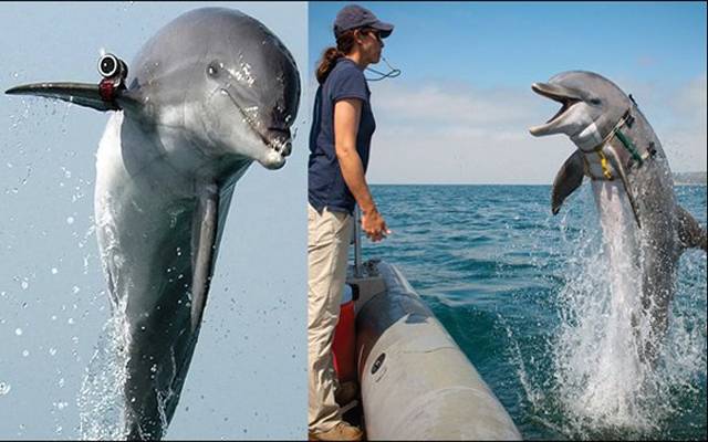 Military Dolphins in USA
