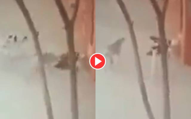 Dog Biting Death in DGK 