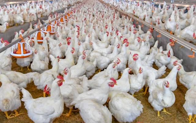 Chicken Price Hike Lahore