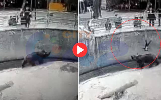 سفاک ماں نے 3 سالہ بچی کو ریچھ کے آگے پھینک دیا، دل دہلا دینے والی ویڈیو 