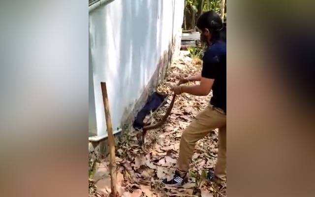 Women catching snake
