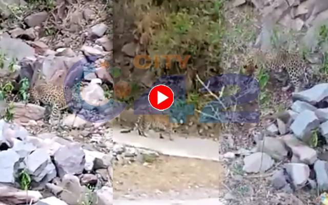 Leopard Killed by Mob in Azad Kashmir