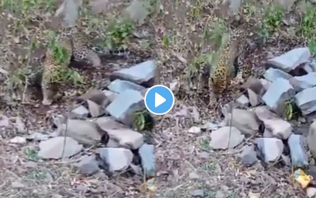 خواتین ٹیچرز پر تیندوے کے حملے کی خوفناک ویڈیو 