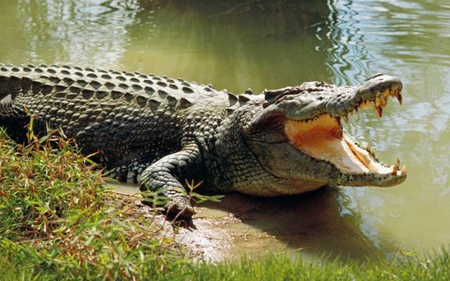 Crocodile file photo