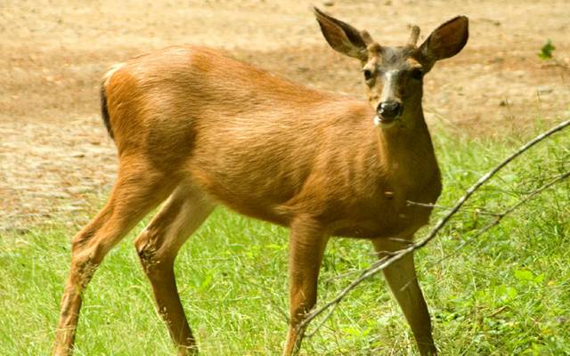 Rare breed,deer,entered in Pakistan from India